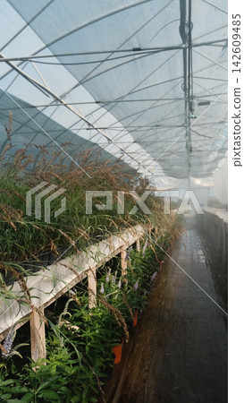 Pearl's-grass, Melica altissima. The grasses grow in a greenhouse nursery. Pearl's-grass, Melica altissima. The grasses grow in a greenhouse nursery. 142609485