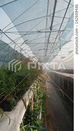 Pearl's-grass, Melica altissima. The grasses grow in a greenhouse nursery. Pearl's-grass, Melica altissima. The grasses grow in a greenhouse nursery. 142609486