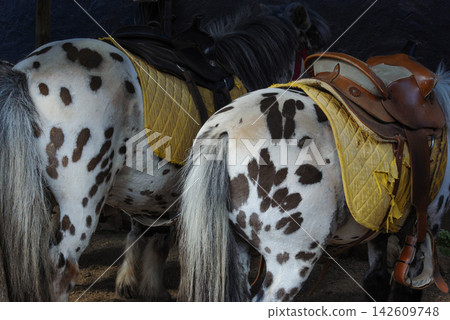 Spotted horses wearing saddles and yellow saddle pads Spotted horses wearing saddles and yellow saddle pads 142609748