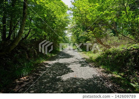 森林公路 森林公路 142609789