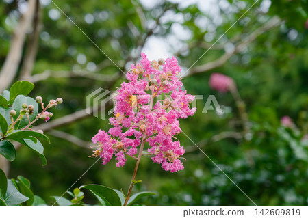 縐紗花 142609819