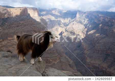 Wild mountain goat close up on hiking trail in Jabal Shams canyon, Oman Wild mountain goat close up on hiking trail in Jabal Shams canyon, Oman 142609987