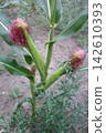 Mature silk of maize, also known as corn, is a tall stout grass that produces cereal grain 142610393