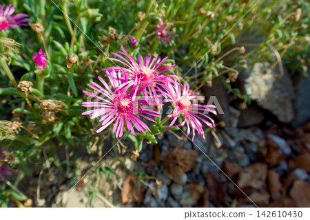 陽光下盛開的粉紅色花朵 陽光下盛開的粉紅色花朵 142610430