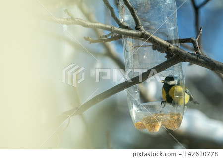 Great tit eating seeds from plastic bottle bird feeder hanging on tree branch Great tit eating seeds from plastic bottle bird feeder hanging on tree branch 142610778