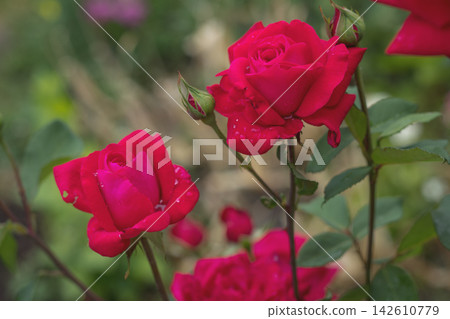 Blooming red roses showing their beauty in the garden Blooming red roses showing their beauty in the garden 142610779