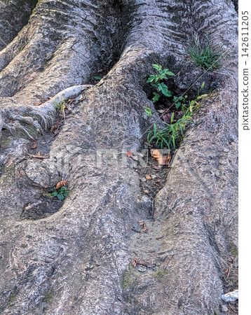 大樹粗壯的根係有力地蔓延在地面上 / 樹木象徵著生長、活力和自然的韌性。 142611205