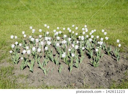 A flower bed with white tulips. White tulips, bulbous plants. White flowers A flower bed with white tulips. White tulips, bulbous plants. White flowers 142611223