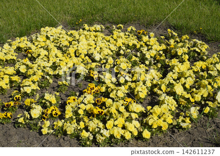Yellow flowers of viola on the flowerbed. Viola. Yellow flowers of viola on the flowerbed. Viola. 142611237