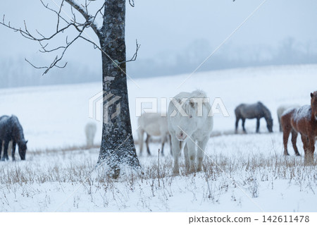 Hokkaido horse in winter Hokkaido horse in winter 142611478