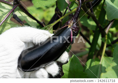 A man holding eggplants that are almost ready to be harvested in his home garden (August) Eggplant harvesting A man holding eggplants that are almost ready to be harvested in his home garden (August) Eggplant harvesting 142611718