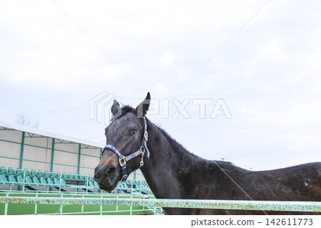 The horse walked around the stadium The horse walked around the stadium 142611773