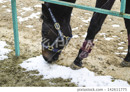The horse walked around the stadium The horse walked around the stadium 142611775