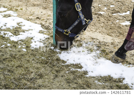 The horse walked around the stadium 142611781
