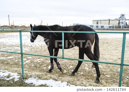 The horse walked around the stadium The horse walked around the stadium 142611784