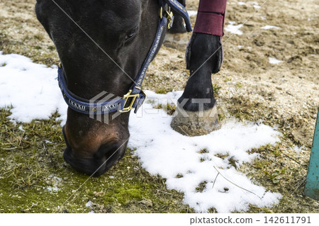 The horse walked around the stadium The horse walked around the stadium 142611791