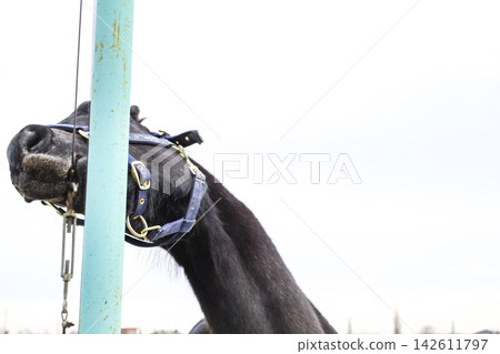 The horse walked around the stadium The horse walked around the stadium 142611797