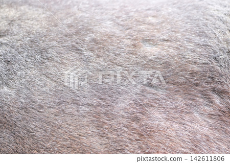 The skin of the horses up close. Brown horse. 142611806