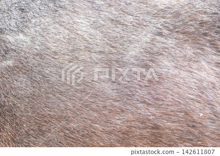 The skin of the horses up close. Brown horse. The skin of the horses up close. Brown horse. 142611807