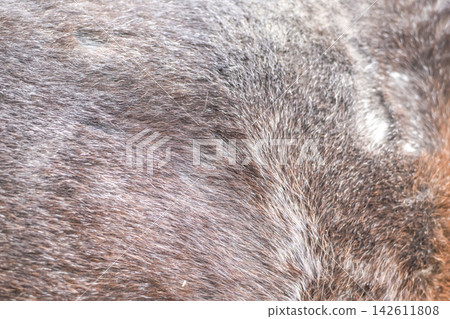 The skin of the horses up close. Brown horse. 142611808