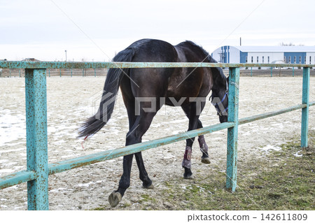 The horse walked around the stadium The horse walked around the stadium 142611809