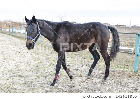 The horse walked around the stadium 142611810