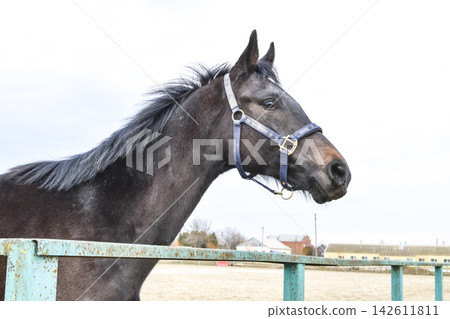The horse walked around the stadium The horse walked around the stadium 142611811