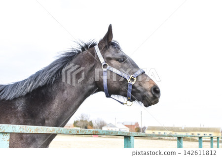 The horse walked around the stadium The horse walked around the stadium 142611812