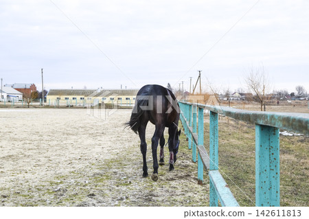 The horse walked around the stadium 142611813