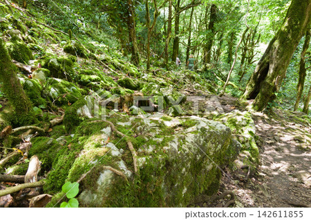 Moss covered rocks and tree roots along a dirt path in a dense green forest in Abkhazia. People hiking on a woodland trail in the background. Dappled sunlight filtering through the trees Moss covered rocks and tree roots along a dirt path in a dense green forest in Abkhazia. People hiking on a woodland trail in the background. Dappled sunlight filtering through the trees 142611855