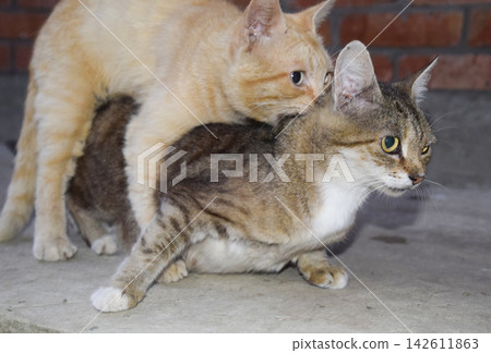 Mating domestic cats Mating domestic cats 142611863