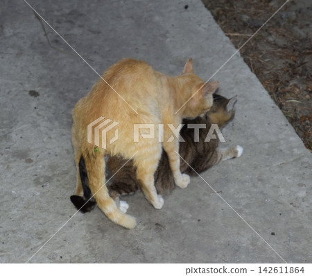 Mating domestic cats Mating domestic cats 142611864