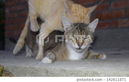 Mating domestic cats Mating domestic cats 142611871