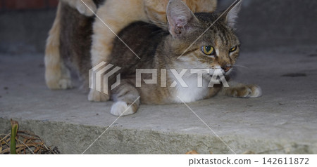 Mating domestic cats Mating domestic cats 142611872