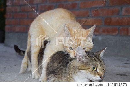 Mating domestic cats 142611873