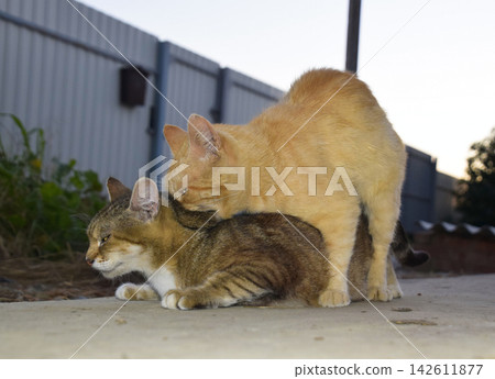 Mating domestic cats Mating domestic cats 142611877