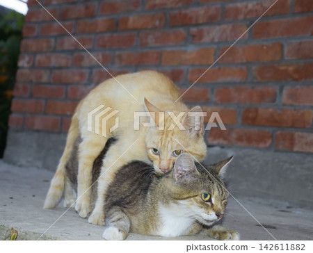 Mating domestic cats Mating domestic cats 142611882