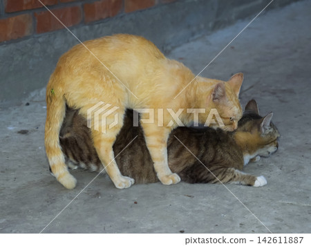 Mating domestic cats 142611887