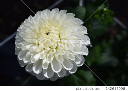 大麗花花 大麗花花 142612006