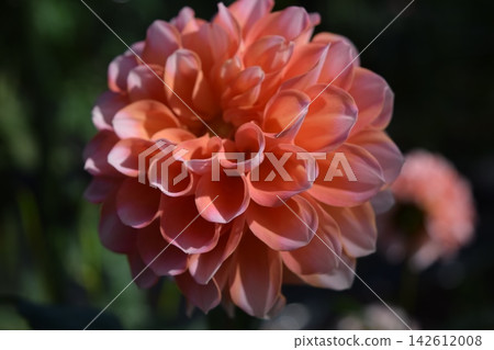 大麗花花 142612008