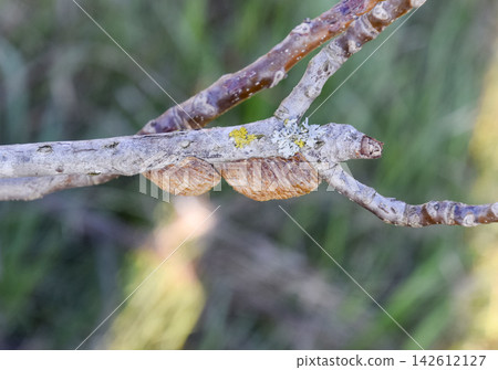 Ootheca mantis on the branches of a tree. The eggs of the insect laid in the cocoon for the winter are laid Ootheca mantis on the branches of a tree. The eggs of the insect laid in the cocoon for the winter are laid 142612127