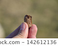 Pile of mantis in the human hand. Inspection ootheca. The eggs of the insect laid in the cocoon for the winter are laid 142612136
