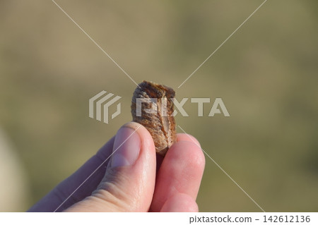 Pile of mantis in the human hand. Inspection ootheca. The eggs of the insect laid in the cocoon for the winter are laid Pile of mantis in the human hand. Inspection ootheca. The eggs of the insect laid in the cocoon for the winter are laid 142612136