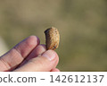 Pile of mantis in the human hand. Inspection ootheca. The eggs of the insect laid in the cocoon for the winter are laid 142612137