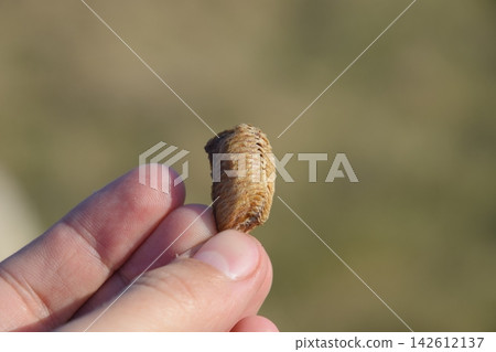 Pile of mantis in the human hand. Inspection ootheca. The eggs of the insect laid in the cocoon for the winter are laid Pile of mantis in the human hand. Inspection ootheca. The eggs of the insect laid in the cocoon for the winter are laid 142612137
