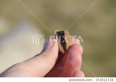 Pile of mantis in the human hand. Inspection ootheca. The eggs of the insect laid in the cocoon for the winter are laid Pile of mantis in the human hand. Inspection ootheca. The eggs of the insect laid in the cocoon for the winter are laid 142612138