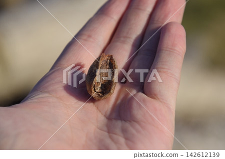 Pile of mantis in the human hand. Inspection ootheca. The eggs of the insect laid in the cocoon for the winter are laid Pile of mantis in the human hand. Inspection ootheca. The eggs of the insect laid in the cocoon for the winter are laid 142612139