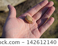 Pile of mantis in the human hand. Inspection ootheca. The eggs of the insect laid in the cocoon for the winter are laid 142612140