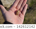 Pile of mantis in the human hand. Inspection ootheca. The eggs of the insect laid in the cocoon for the winter are laid 142612142