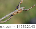 Ootheca mantis on the branches of a tree. The eggs of the insect laid in the cocoon for the winter are laid 142612143